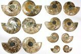 Lot: to Cut Ammonite Fossil Pairs - Pairs #117039-3